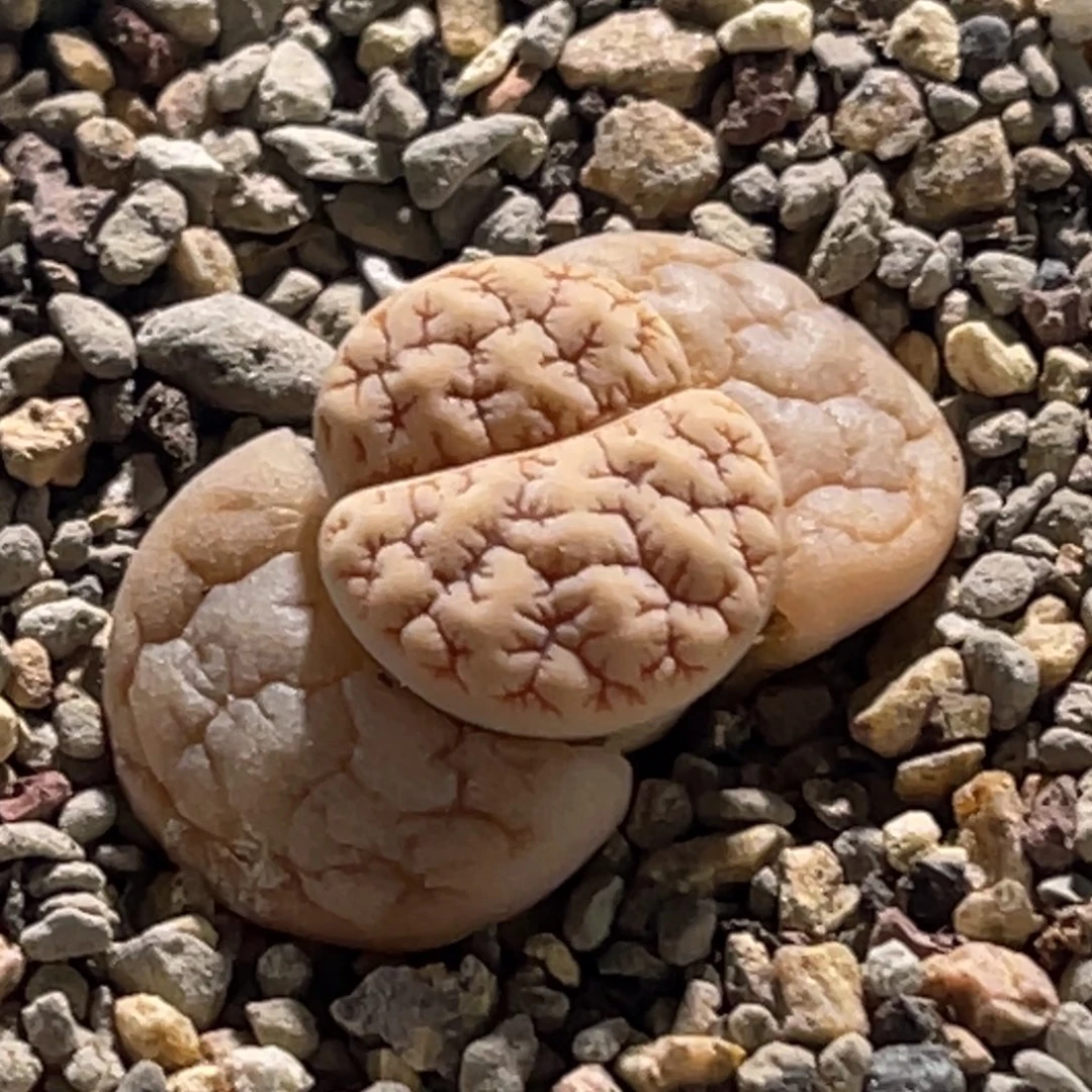 0031睫毛凹凸蛙哥189一颗