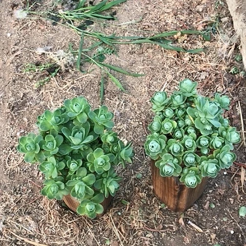 长****》山地玫瑰二棵多肉9