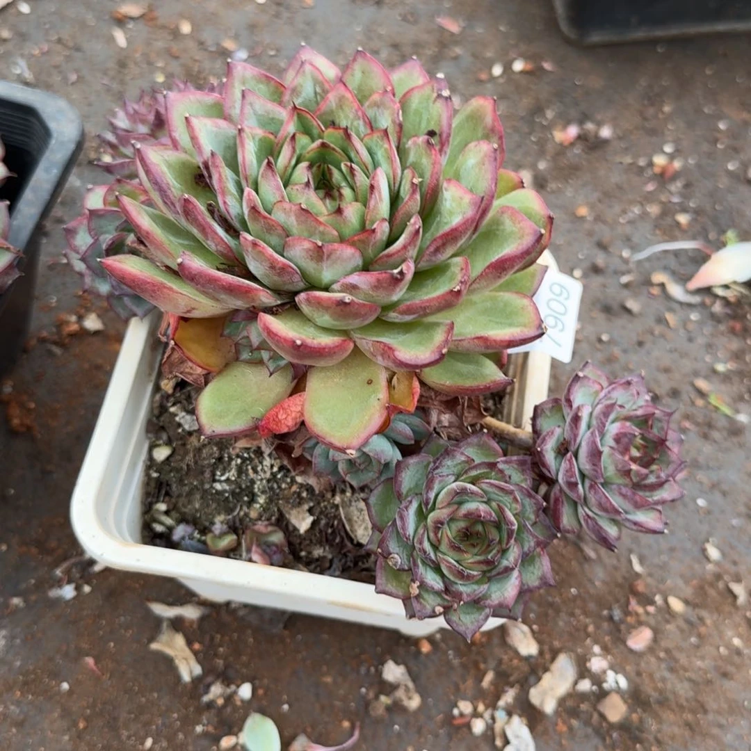 陌***开7909杂交多肉植物基地