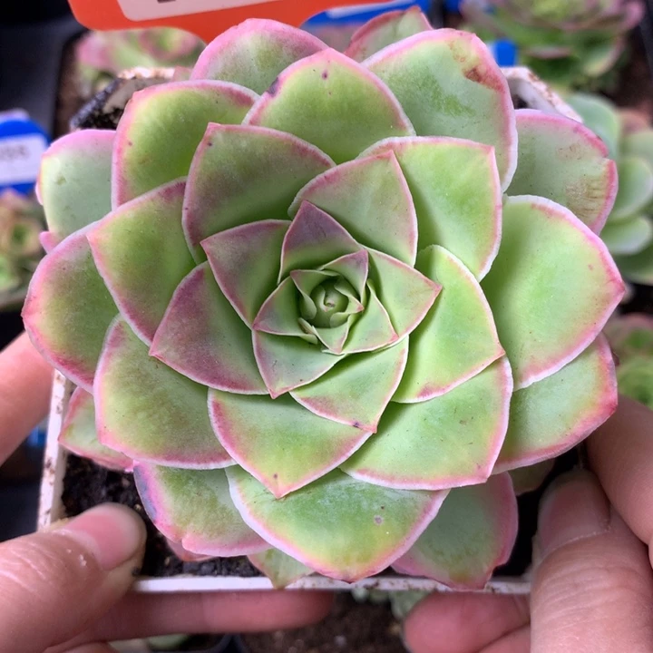 一物一拍刺猬黄金118