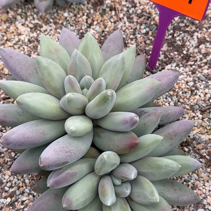 多肉植物哥特311多肉