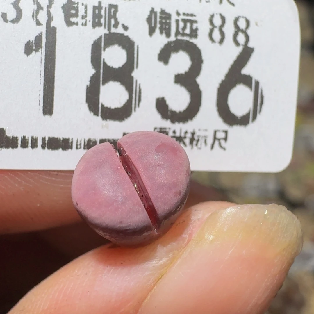 斗***者Ssss精品生石花1836
