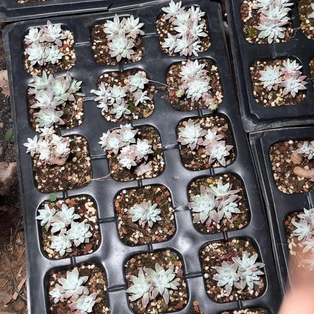 白菊21颗随机发多肉