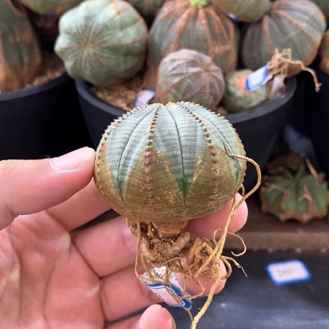 13 欧系实生布纹球多肉植物