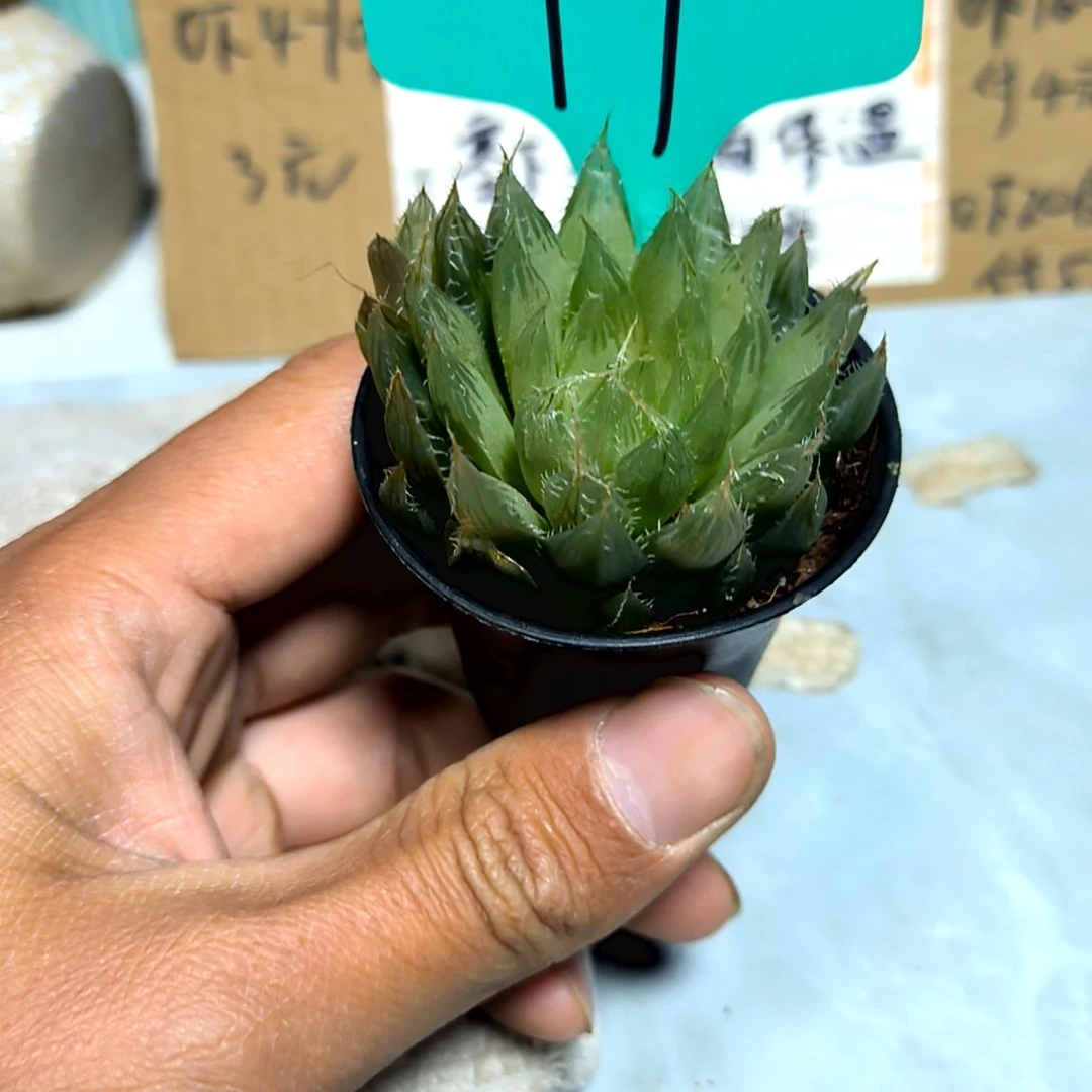 满6元包邮，#99号琉璃玉露俩颗