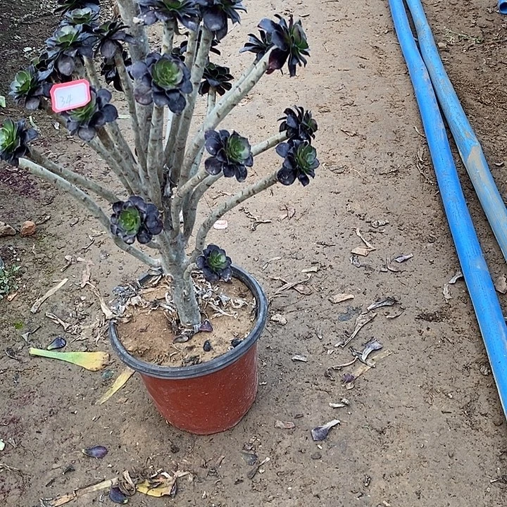 34，黑法师有修枝多肉法师