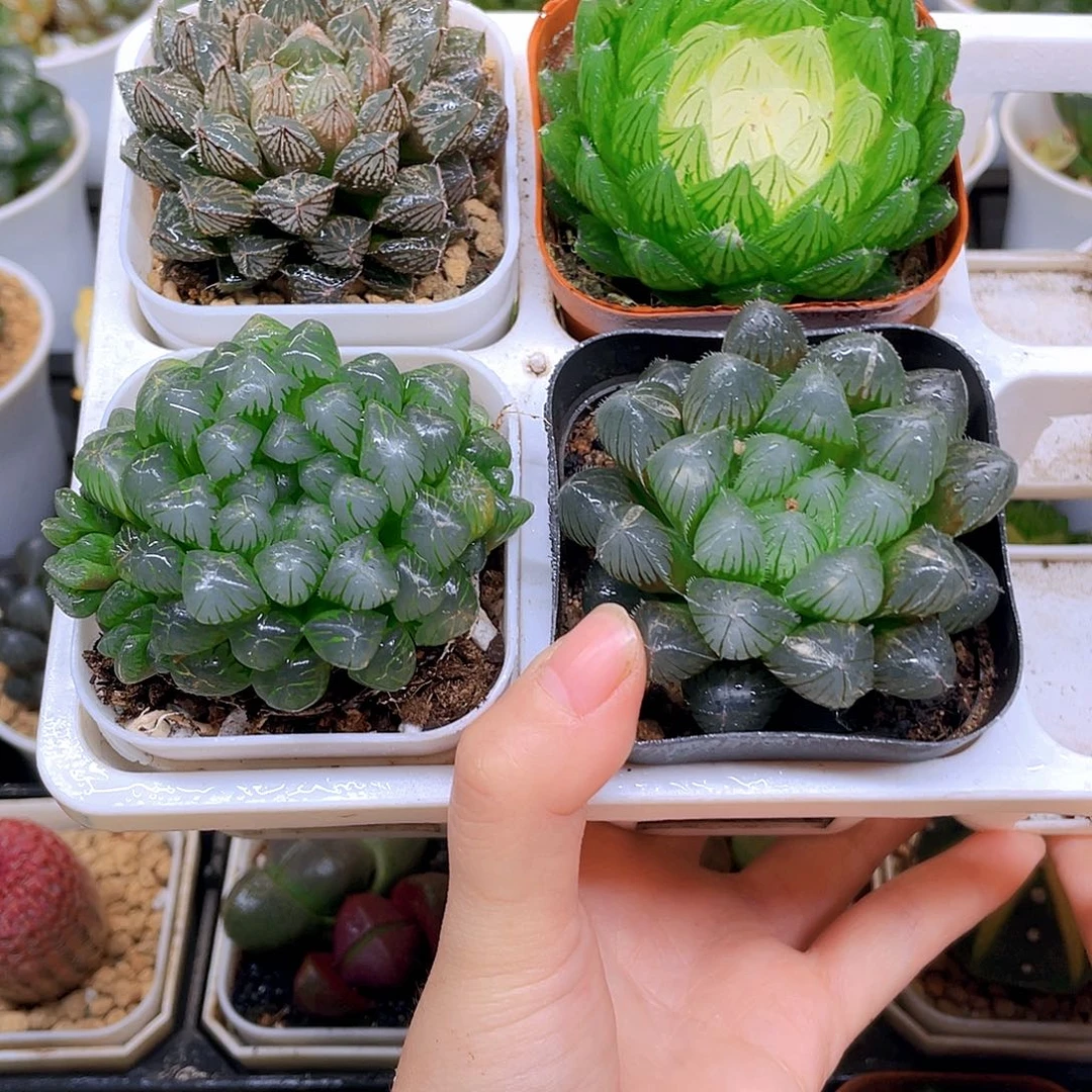 玉露四件套多肉，原盆