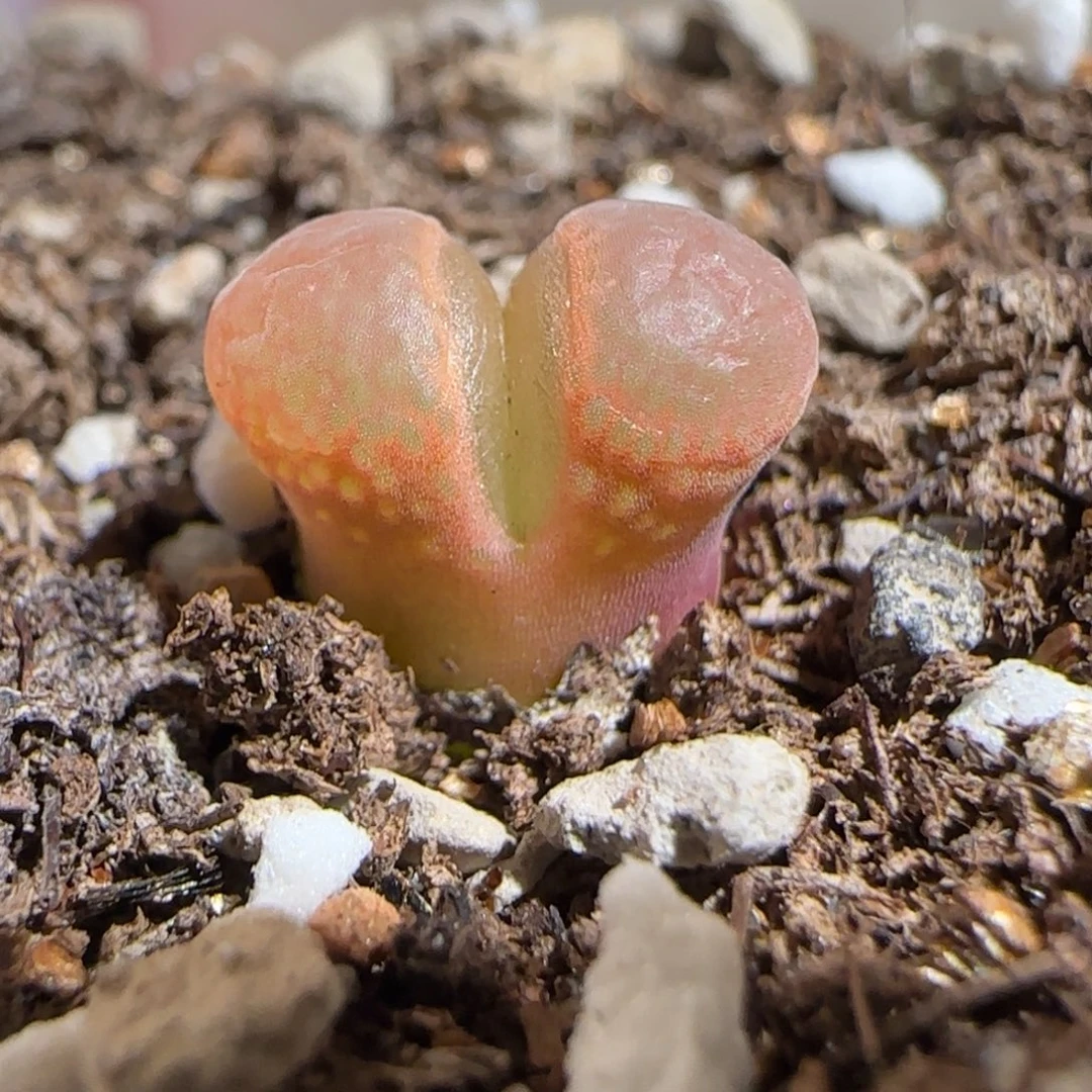 肉锥多肉植物组合-pa212、427