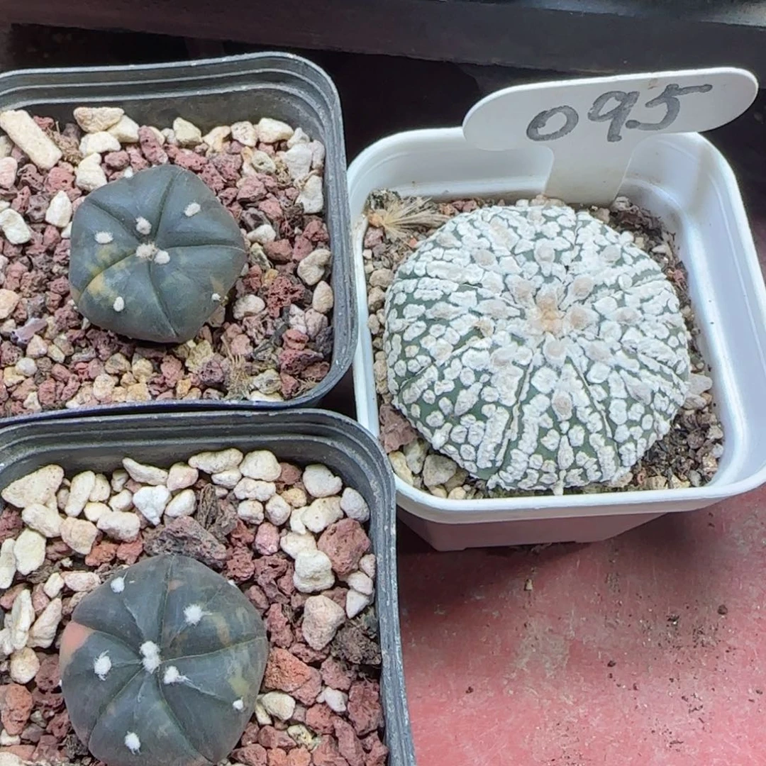 95实生兜锦2颗➕超兜多肉