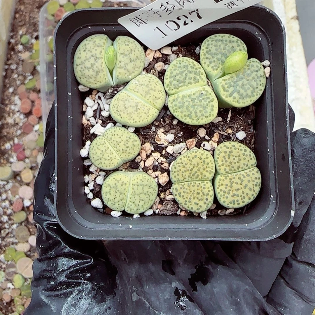 生石花满18包邮1027-25