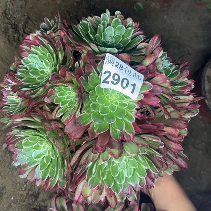 2901金丝楠木多肉植物