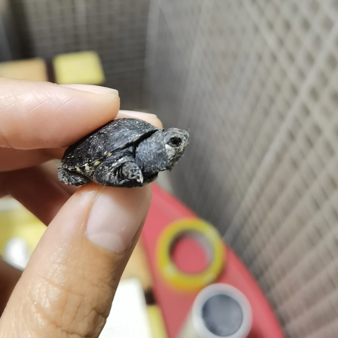 头盔公苗，公温孵化