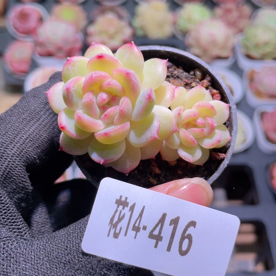 花利美14-416新品