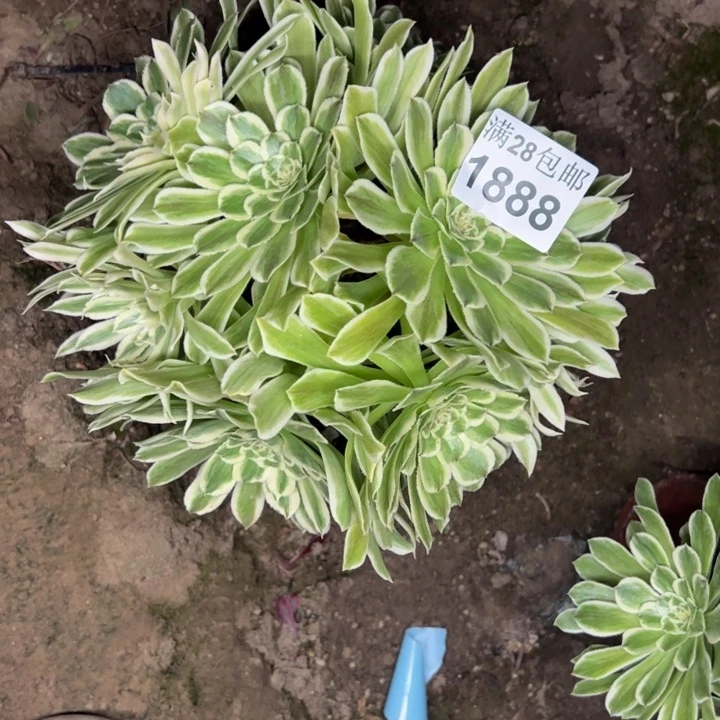 1888碧浪多肉植物
