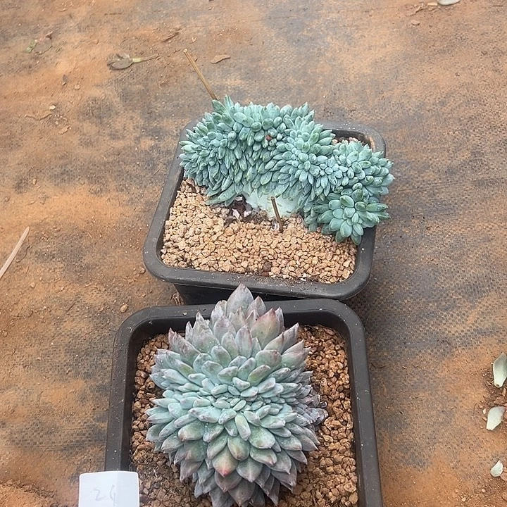 波***G多肉植物实物直播实物24
