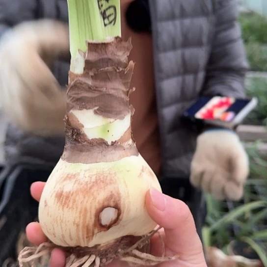 雷诺娜丑球  7～8介意勿拍 包对版