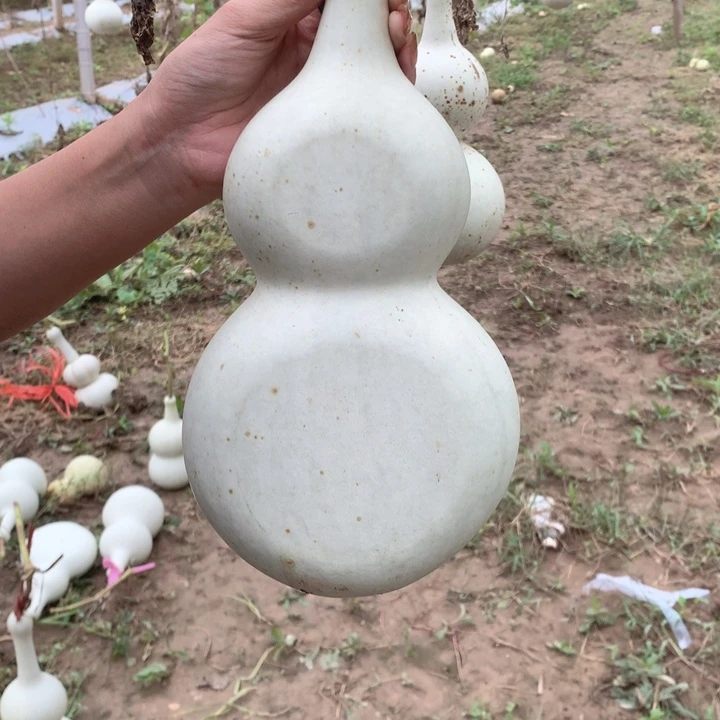 p***n中号现货供应产品供应