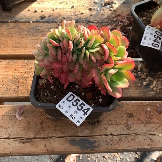 云***️红颜容缀化554 亏本处理退款拉黑7–8天发货