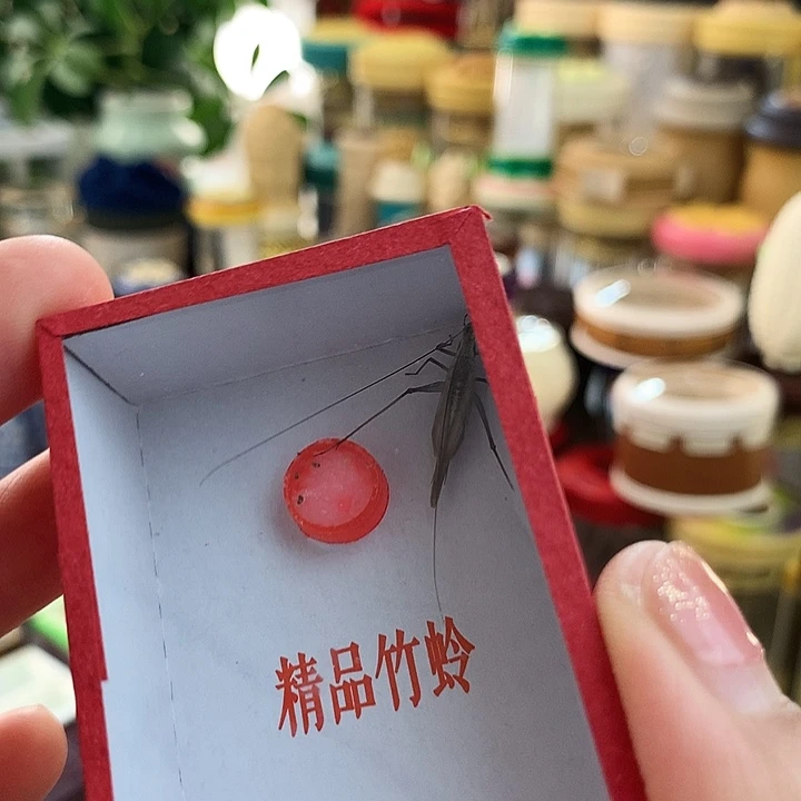 鸣***蝈三只紫竹啊啊啊啊啊