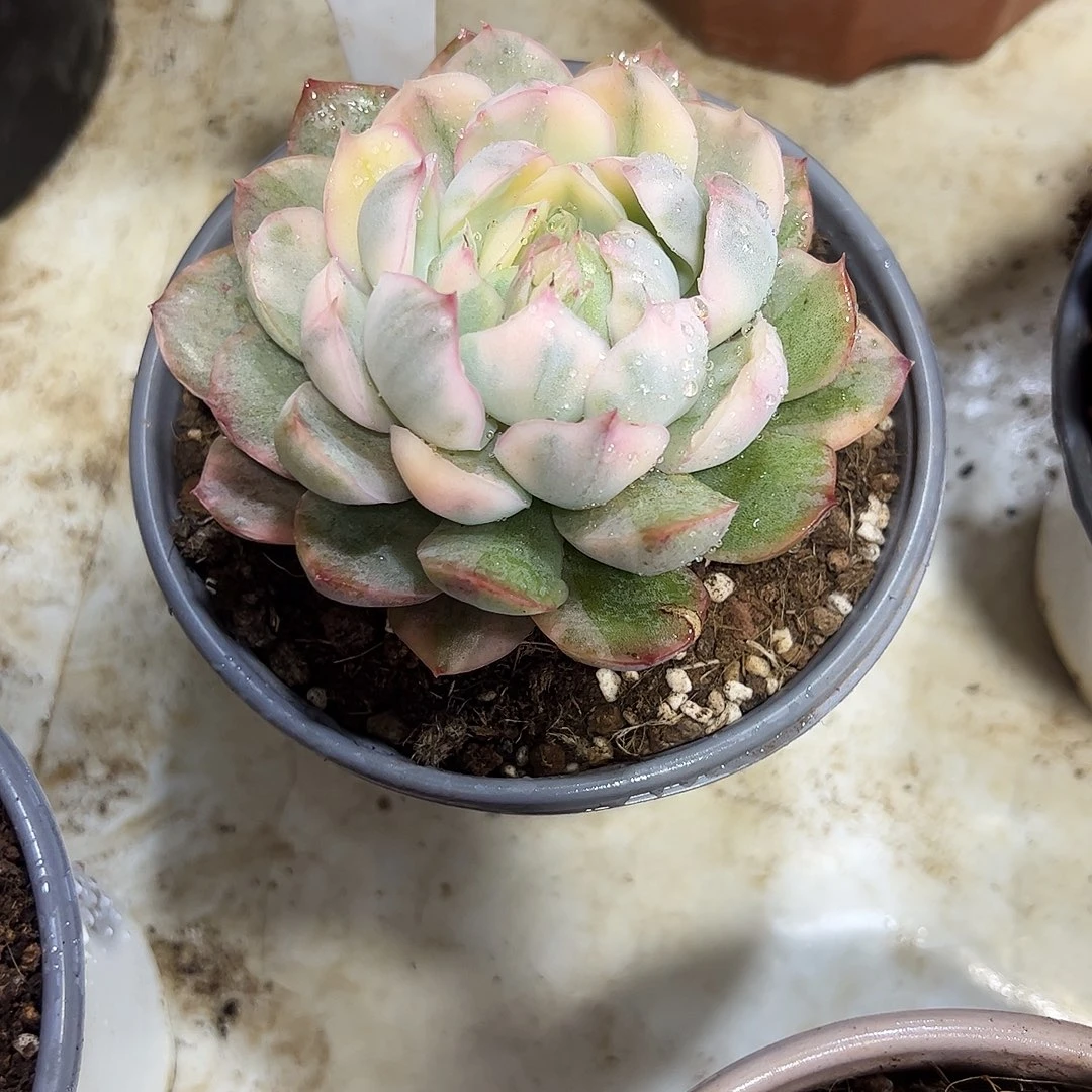 侧影锦68号多肉植物