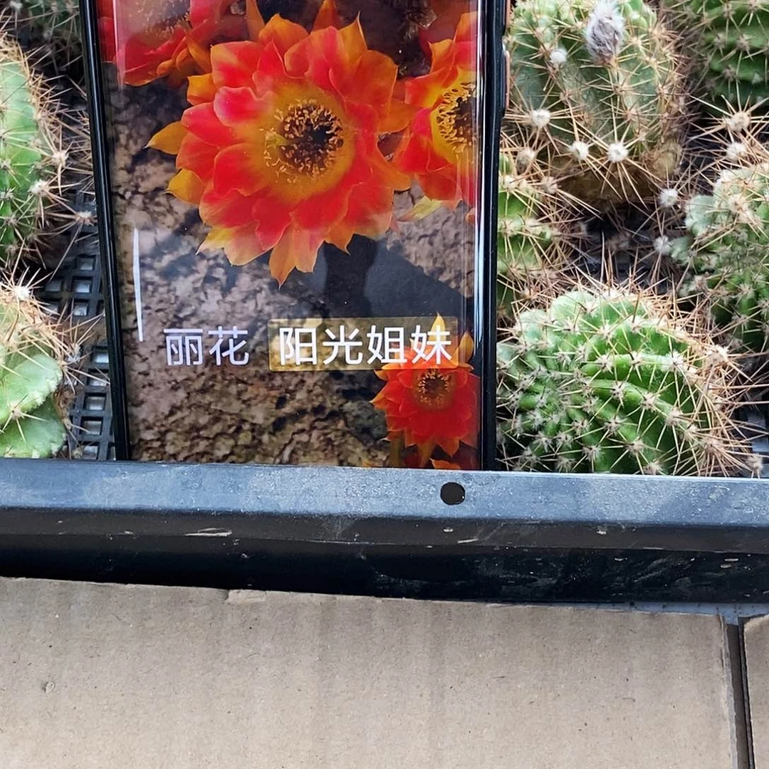 丽 阳光姐妹侧芽歪20包邮/4公分