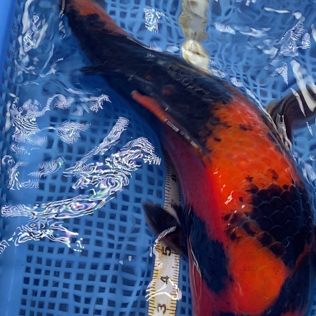 锦鲤冷水锦鲤包邮