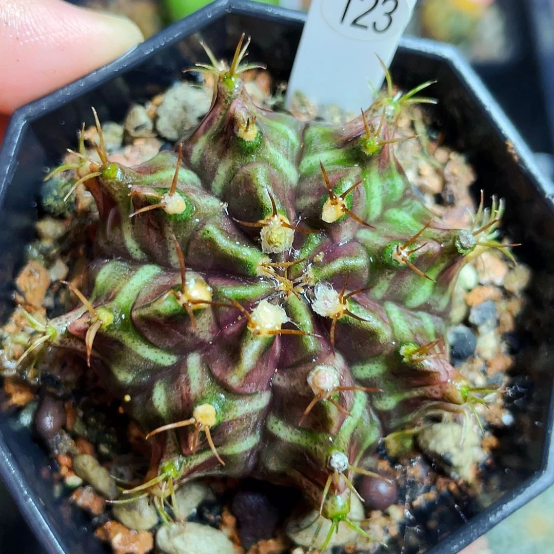 非偏远地区满25包邮仙人球裸根