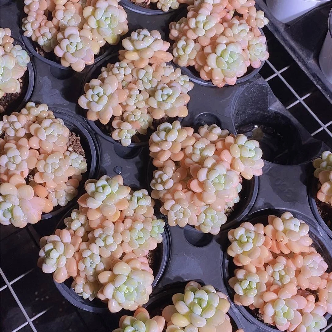 0130-洛可可群新批次一颗 量拍