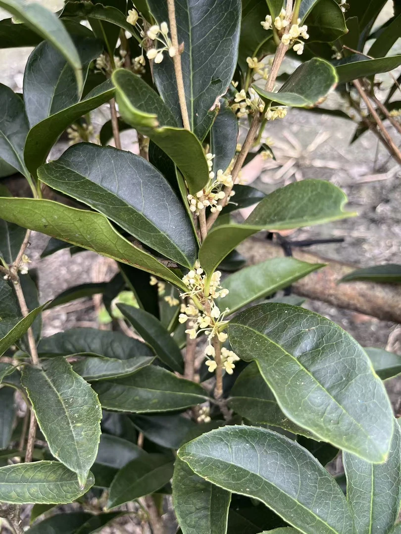 四季桂花盆栽浓香型带花苞室内外好养的开花植物