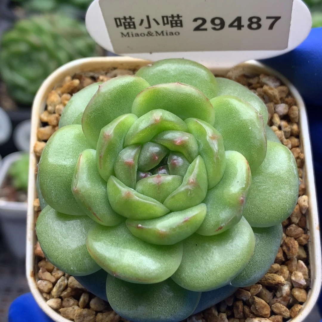 多肉植物杂交珍妮