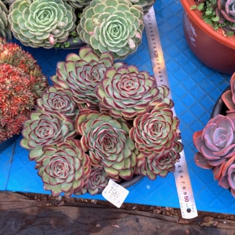 启****g1952肉酱玫瑰多肉