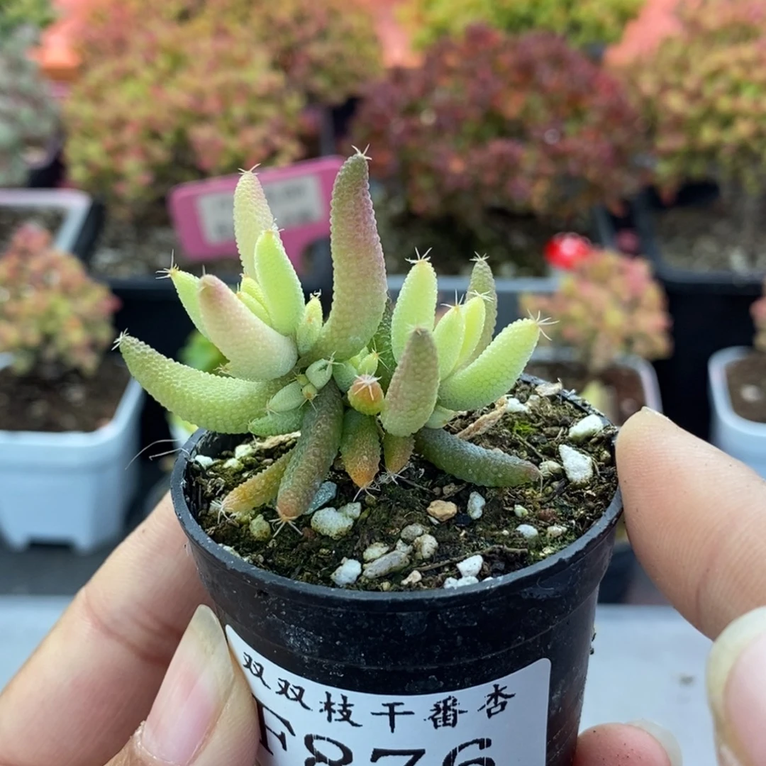 876玉米锦。