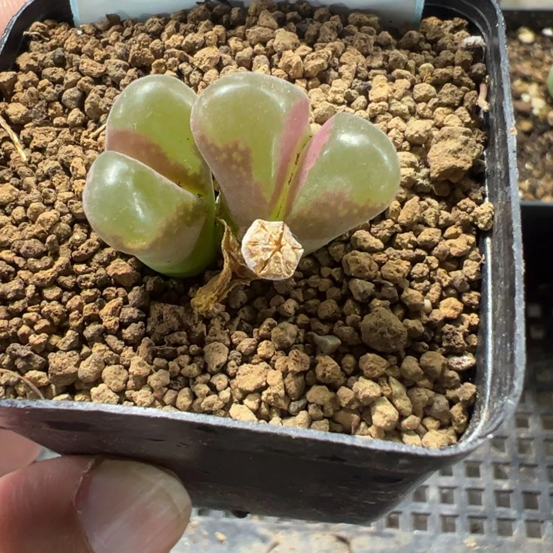 30-09风铃多肉植物，