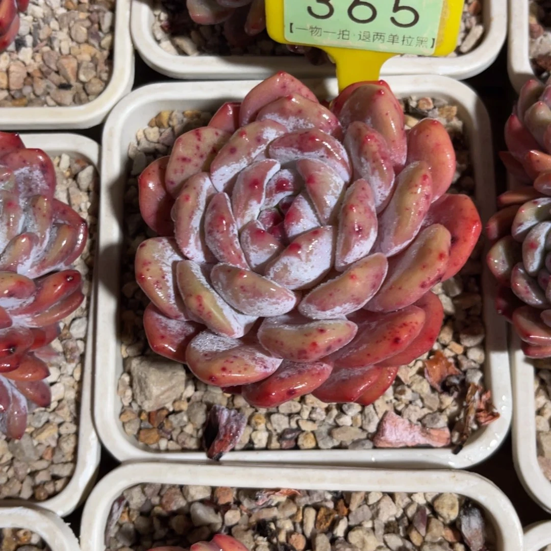 云尘多肉一物一拍365