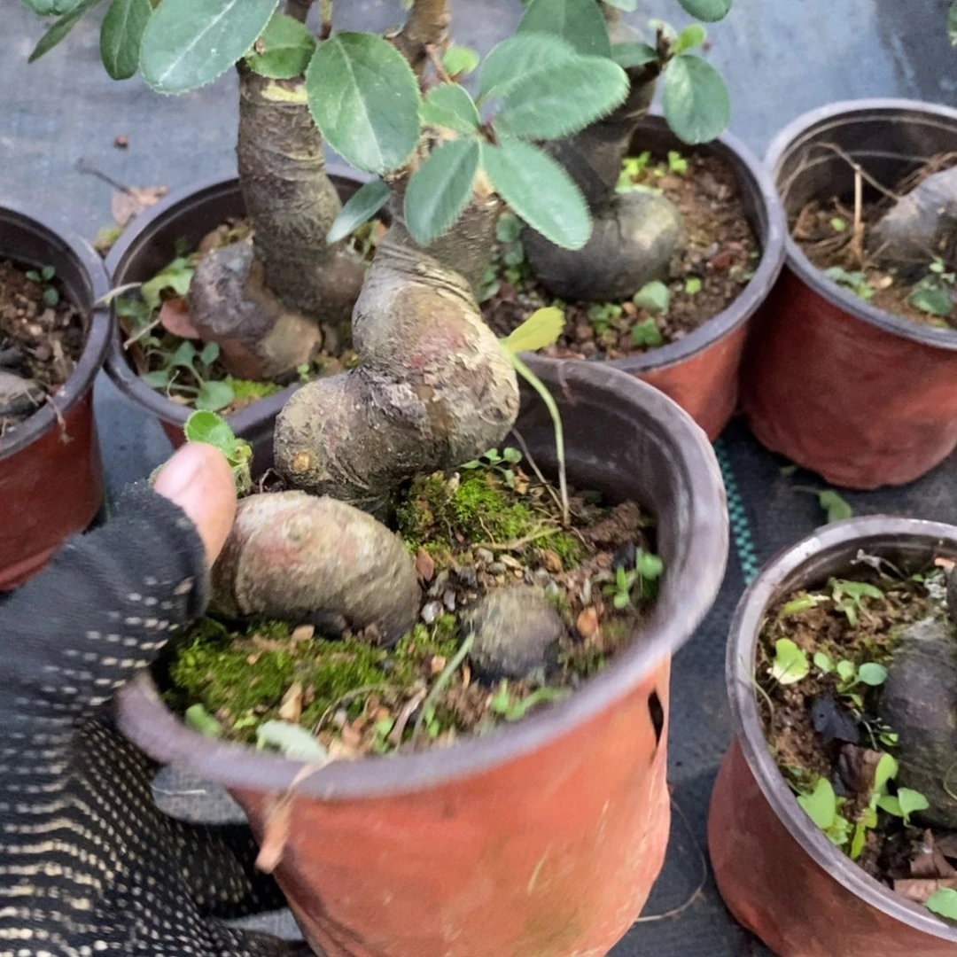 用***9无花朵盆景盆景25