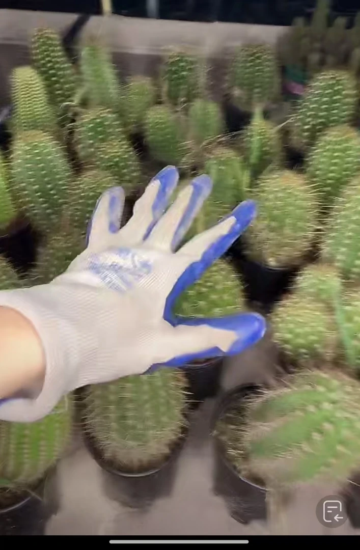 二妹园艺（毛花柱）多花色仙人球满18包邮随机发