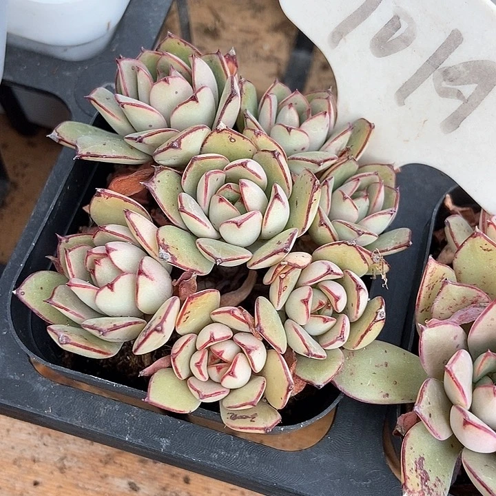 宝*多肉植物灰姑娘1019