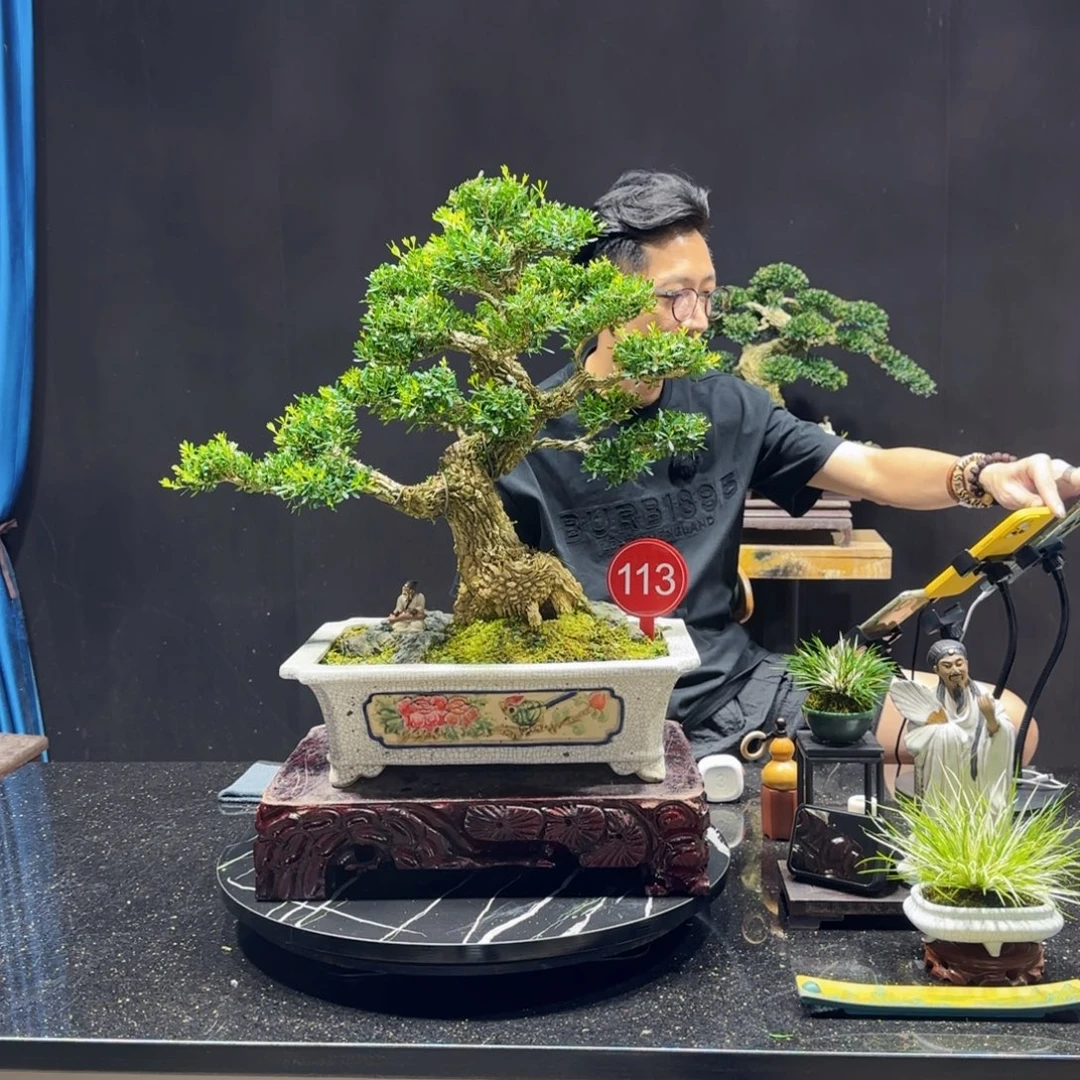 无花朵黄杨室内室外盆景艺术