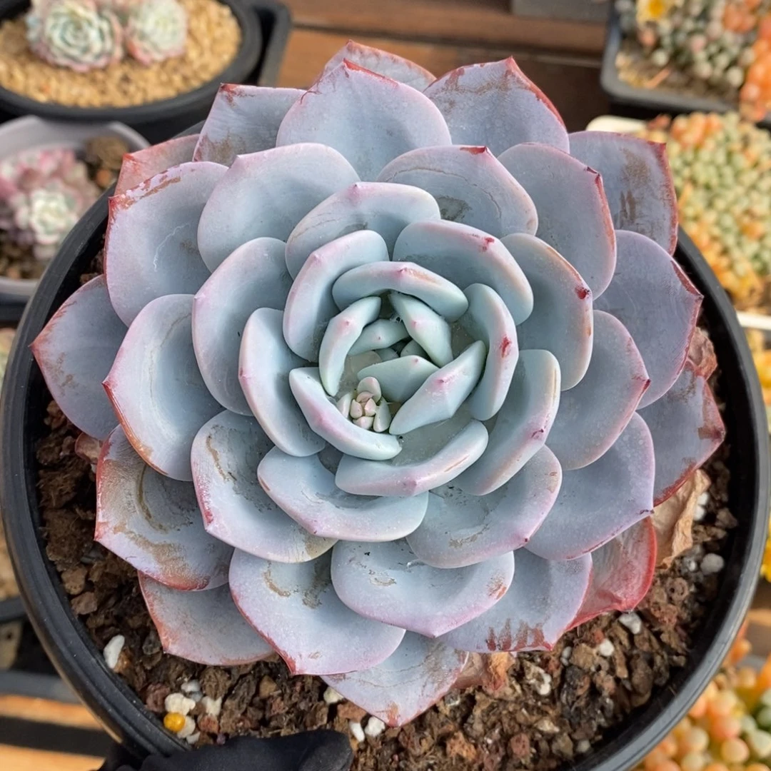 晗*奶茶多肉植物