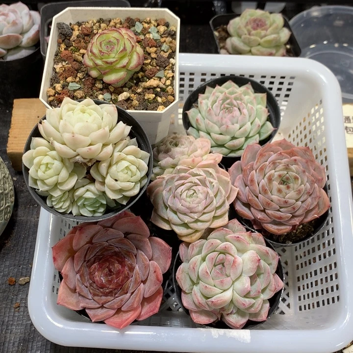 英***伟懒羊羊精品一物一拍