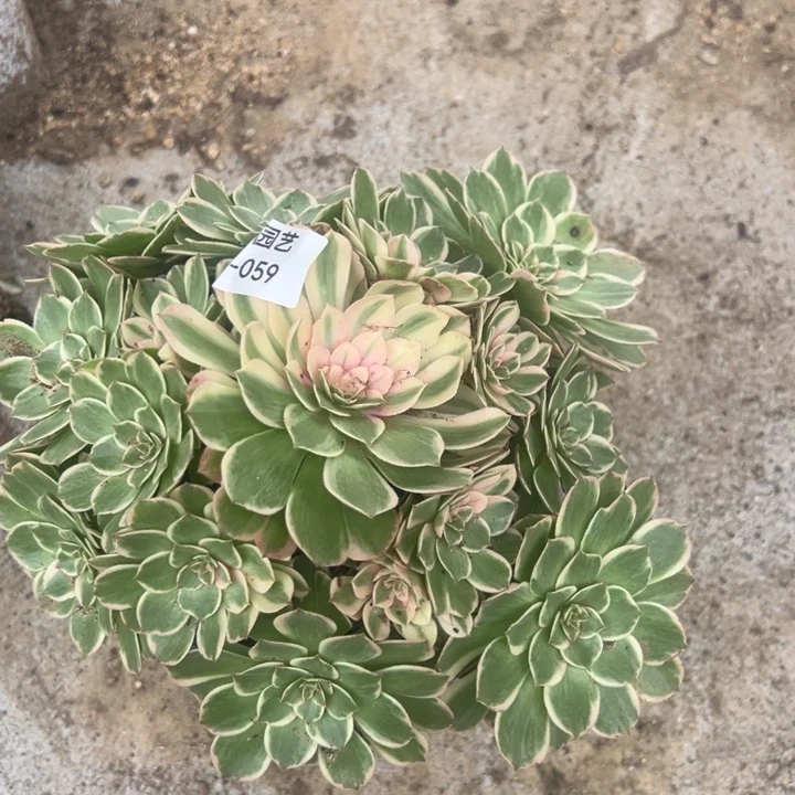 海王手捧肉植物059