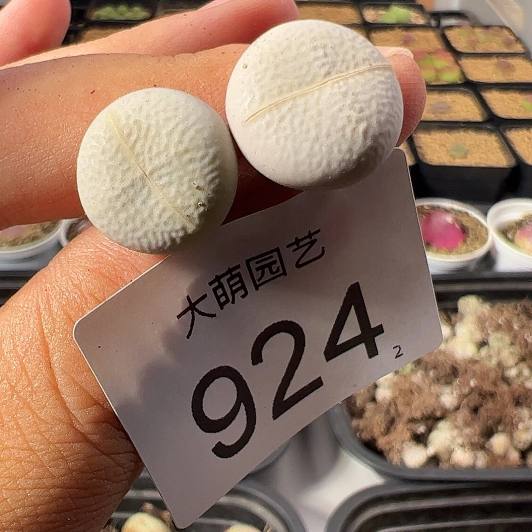 一物一拍。     924