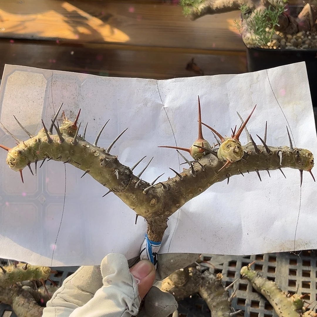 潮流植物 刺腺蔓 一字马