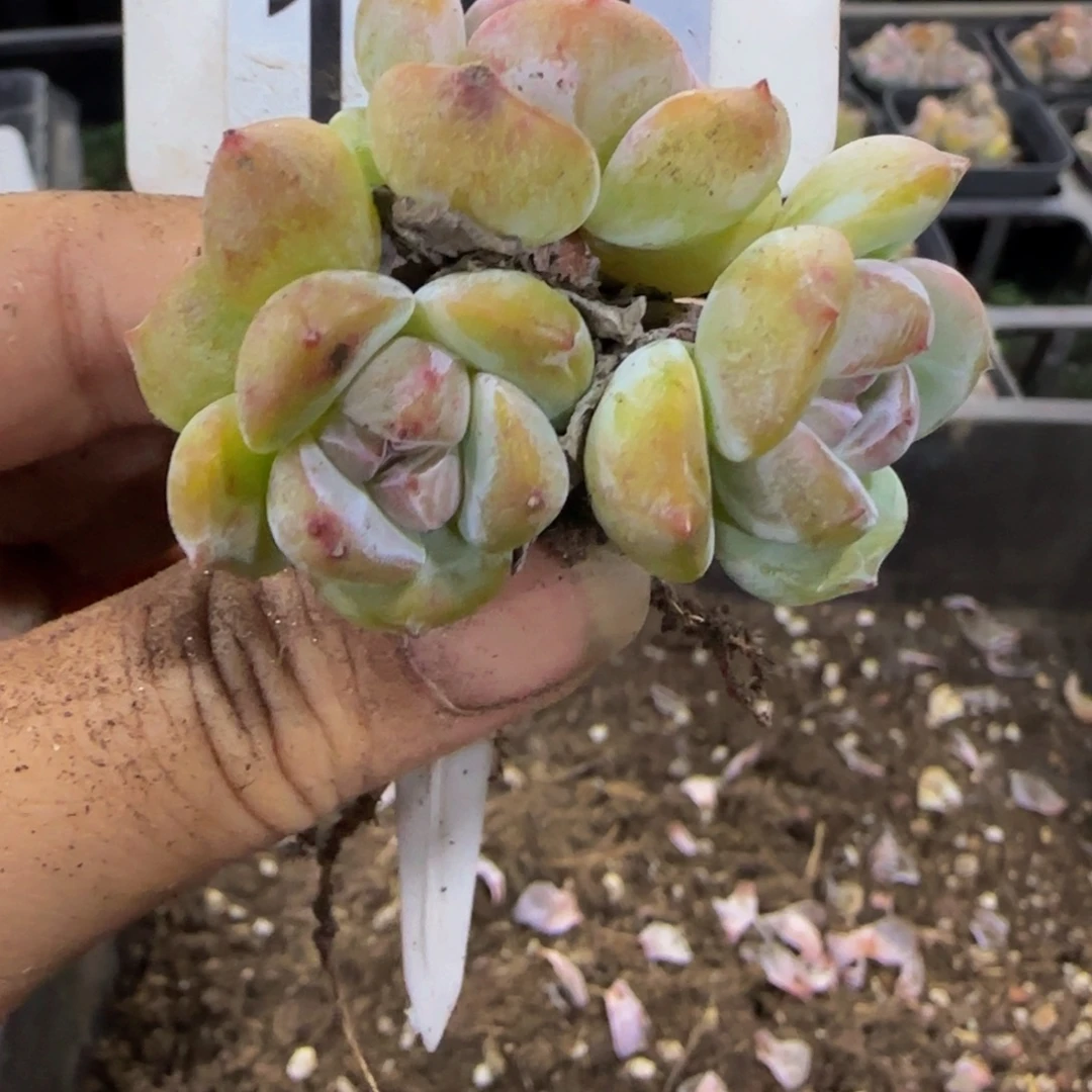 A***I181 号一物一拍特价