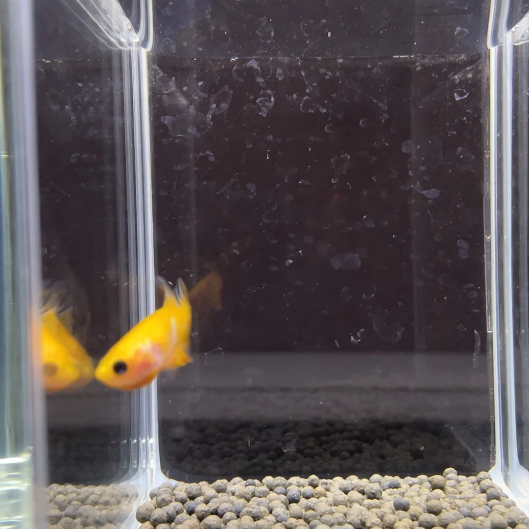 斗鱼11号皮卡丘将军公