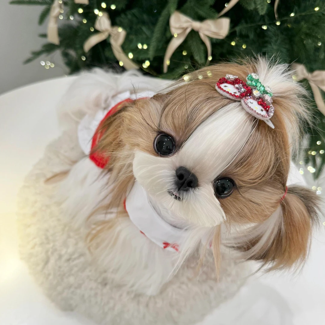 西施犬可爱西施不掉毛大眼睛小短嘴