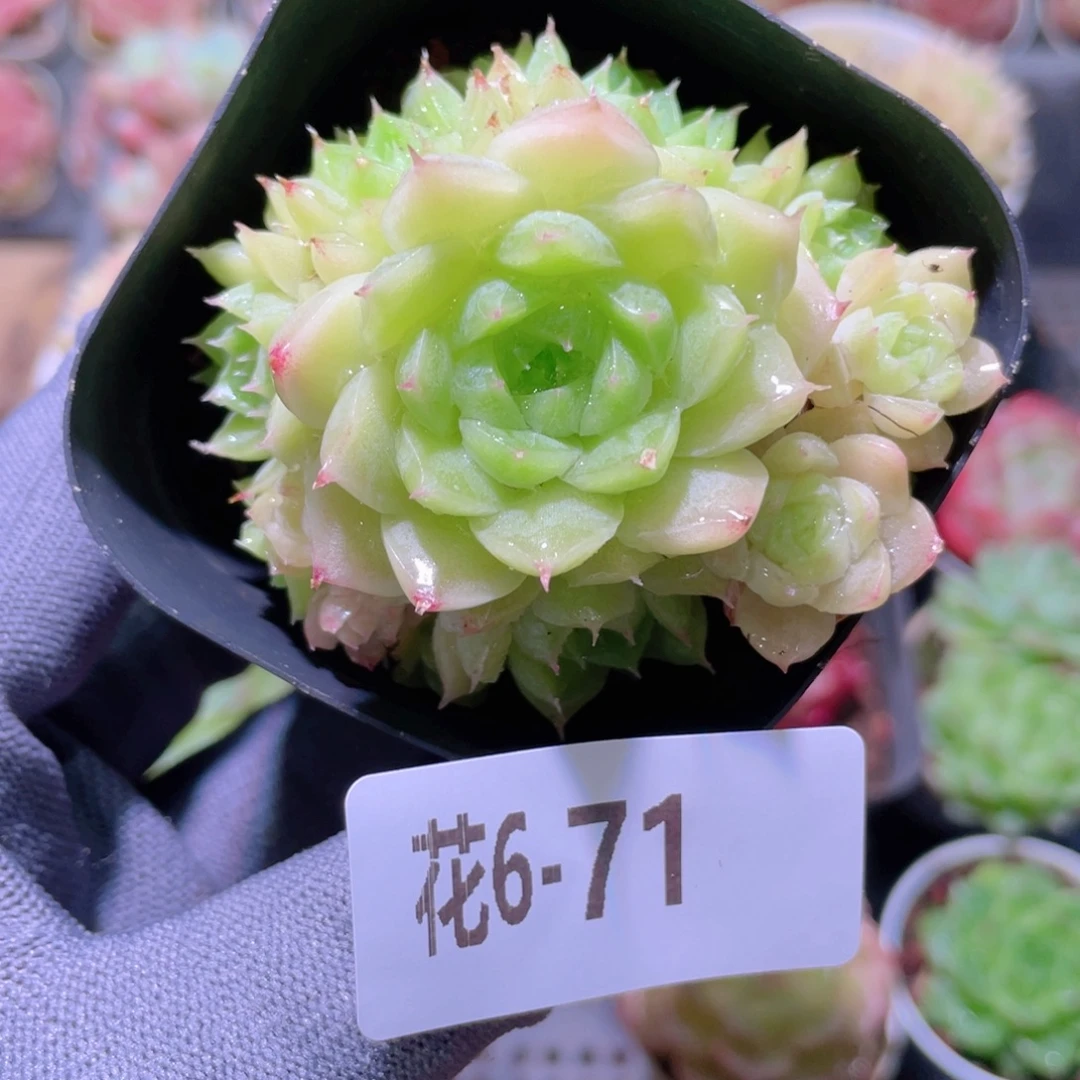 花利美 6-71麦秆群