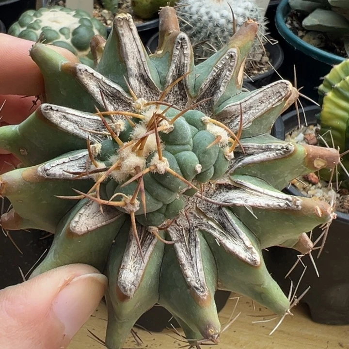 花王丸缀化嫁接的
