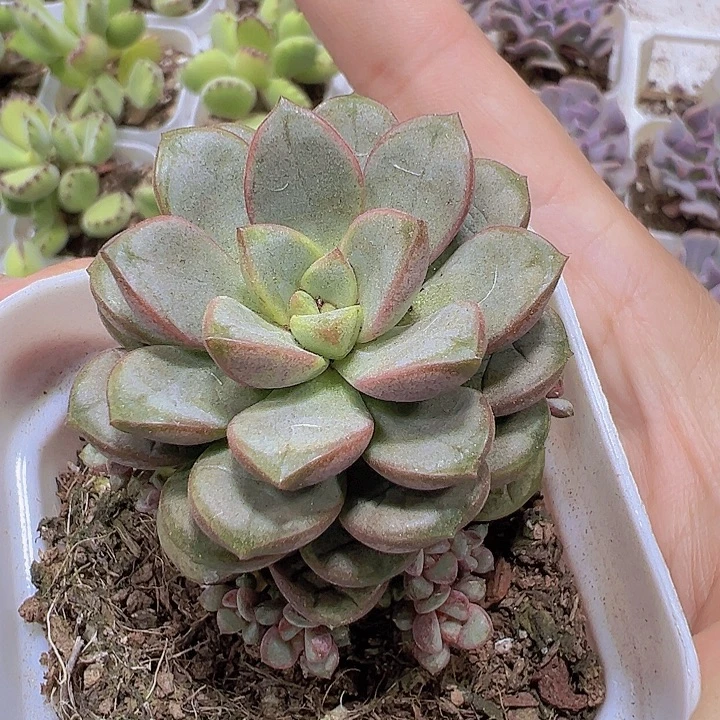 葡萄2盆19包邮多肉