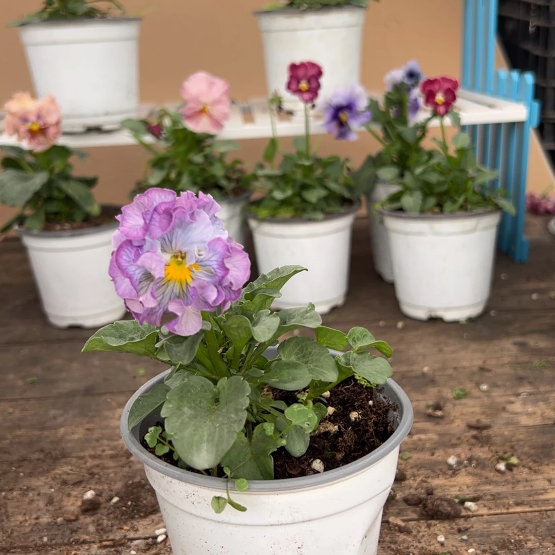 【闪购商品】完全开放296号